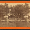[A buggy driver.]