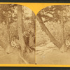 [A view of a young woman sitting among some trees.]