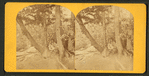 [A view of a young woman sitting among some trees.]