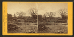 Elm trees on Locust Street, Catholic Church in distance.