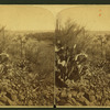 Cactus growth near Tuscon, AZ.[?]