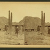 Cactus of Arizonza--the saguaro