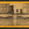 Flock of sheep. Anson, Me.
