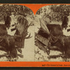 The hunter's prize: New Brunswick moose.