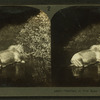 Flashlight of wild moose in the Maine forest.
