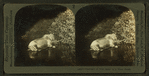 Flashlight of wild moose in the Maine forest.
