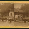 H.S. Market wagon, [men in a wagon pulled by four oxen].