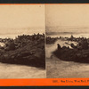 Sea Lions, West End, Farallon Islands, P.O.