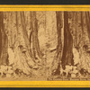 The Keystone State, Mariposa Grove, California.