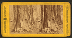 The Keystone State, Mariposa Grove, California.