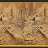 Father of the Forest, 450 ft.long, 112 ft. in circumference, 37 1/2 ft. in diameter.