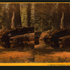 Gateway for Equestrians through the Father of the Forest.