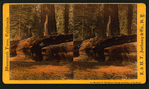 Gateway for Equestrians through the Father of the Forest.