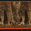 Mother of the Forest, 327 feet high, 26 feet in diameter.