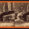 Gateway for Equestrians through the Father of the Forest.