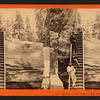 Section of the Original Big Tree, 92 ft. in circumference.