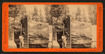 Section of the Original Big Tree, 92 ft. in circumference.