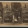Section of the Original Big Tree, 92 ft. in circumference.