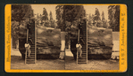 Section of the Original Big Tree, 92 ft. in circumference.