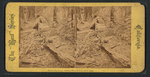 Mammonth Trees, Father of the Forest, 450 ft. long.