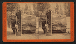 Section of the Original Big Tree, 92 ft. in circumference.