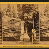 Mammoth Trees - Section of the Original Big Tree, 92 ft. in circumference.