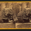 Auger holes through the Original Big Tree showning means by which it was felled.
