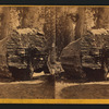 Auger holes through the Original Big Tree showning means by which it was felled.