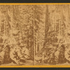 The Grizzled Giant, 30 feet Diameter, Mariposa Grove.
