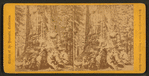 The Grizzled Giant, 30 feet Diameter, Mariposa Grove.