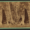 Mother of the Forest, 327 feet high, 26 feet in Diameter.