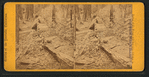 Father of the Forest, 450 feet long, 112 feet in circumference, 37 feet in Diameter.