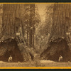 The Pioneer's Cabin.