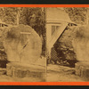 Chip of the old Block original big Tree.