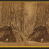 The Pioneer's Cabin.