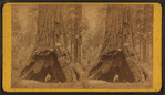 The Pioneer's Cabin.