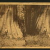 Big Tree in Mariposa Grove, 94 feet in circumference