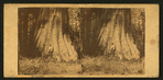 Big Tree in Mariposa Grove, 94 feet in circumference
