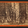 The Grizzled Giant, 30 feet in diameter, Mariposa Grove.