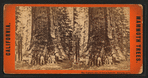 The Grizzled Giant, 30 feet in diameter, Mariposa Grove.