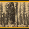 Group of Big Tress in Mariposa Grove.