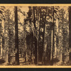 Group of Big Trees in Mariposa Grove.