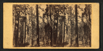 Group of Big Trees in Mariposa Grove.
