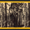 Group of Big Trees in Mariposa Grove.