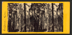Group of Big Trees in Mariposa Grove.