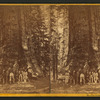 The Grizzled Giant, 80 ft. in diameter.