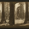 Ohio, Haverford (right) and the "Generals" Big Trees, Mariposa Grove, Cal., U.S.A.