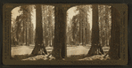 Ohio, Haverford (right) and the "Generals" Big Trees, Mariposa Grove, Cal., U.S.A.