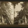 Look up at Columbia Tree (327 ft.) tallest in Mariposa Grove, Cal, U.S.A.