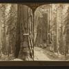Looking through Pittsburg and New York to Vermont and Wawona Trees, Mariposa Grove, Cal, U.S.A.